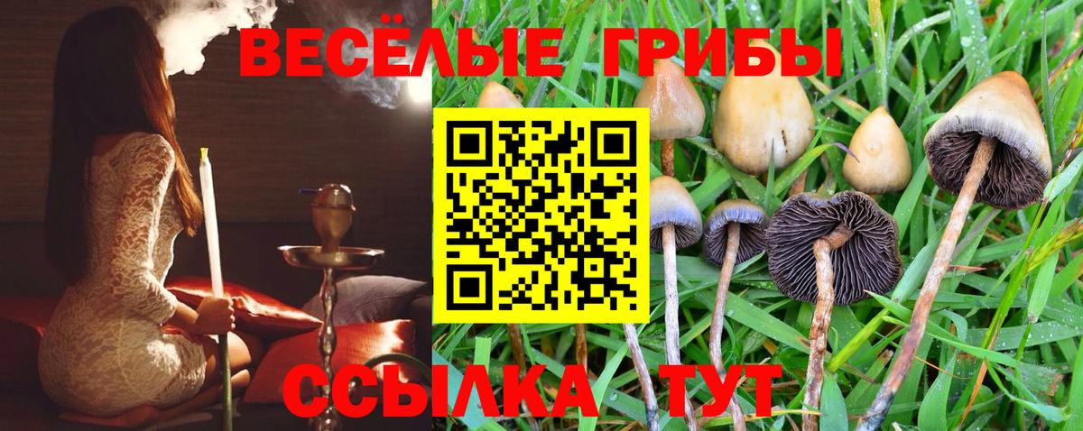 Псилоцибиновые грибы прущие грибы  Псилоцибиновые грибы Psilocybine cubensis  Ижевск 
